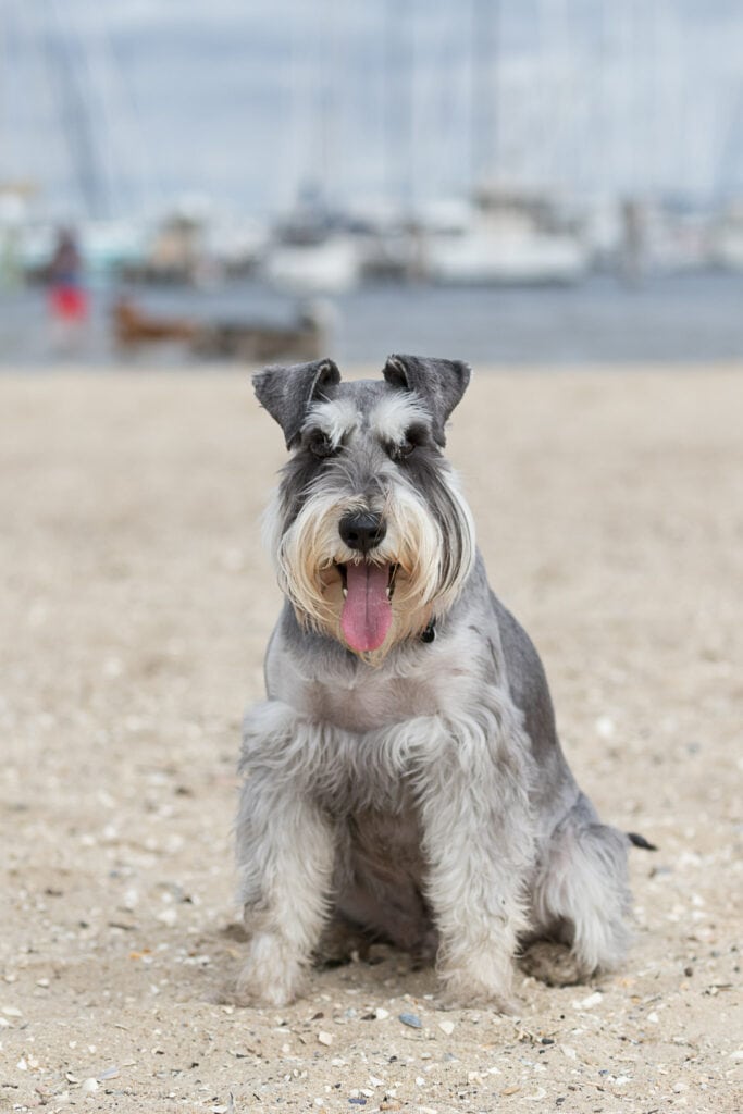 Black and silver Miniature schnauzer sitting with tongue out on Sandringham Dog beach in Melbourne, Victoria