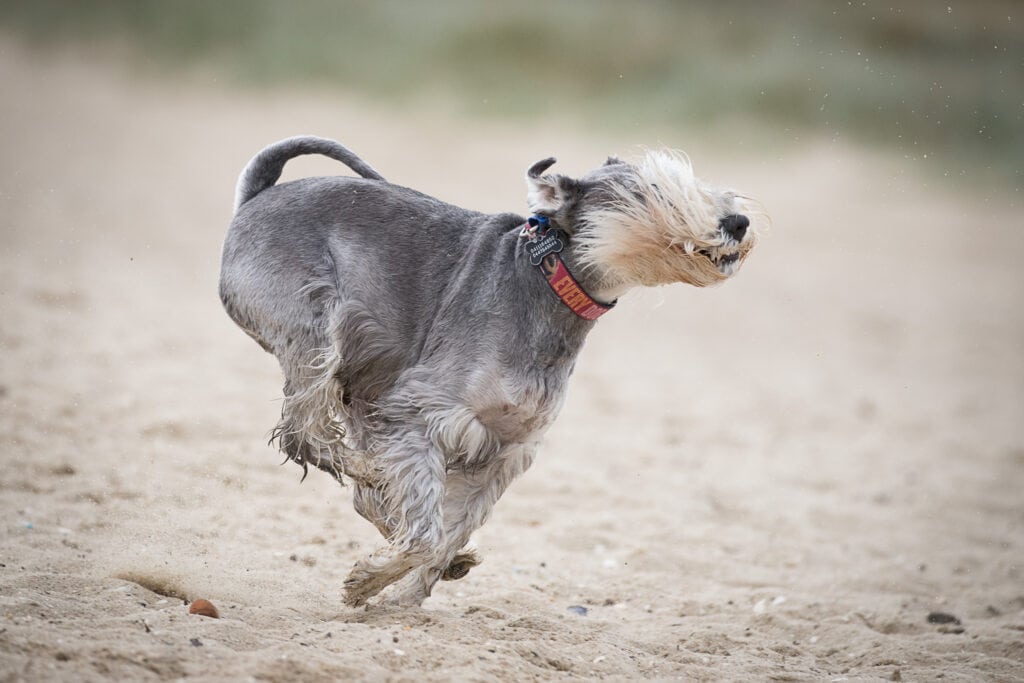 Black and silver Miniature schnauzer captured running at full speed on Sandringham Dog beach in Melbourne, Victoria