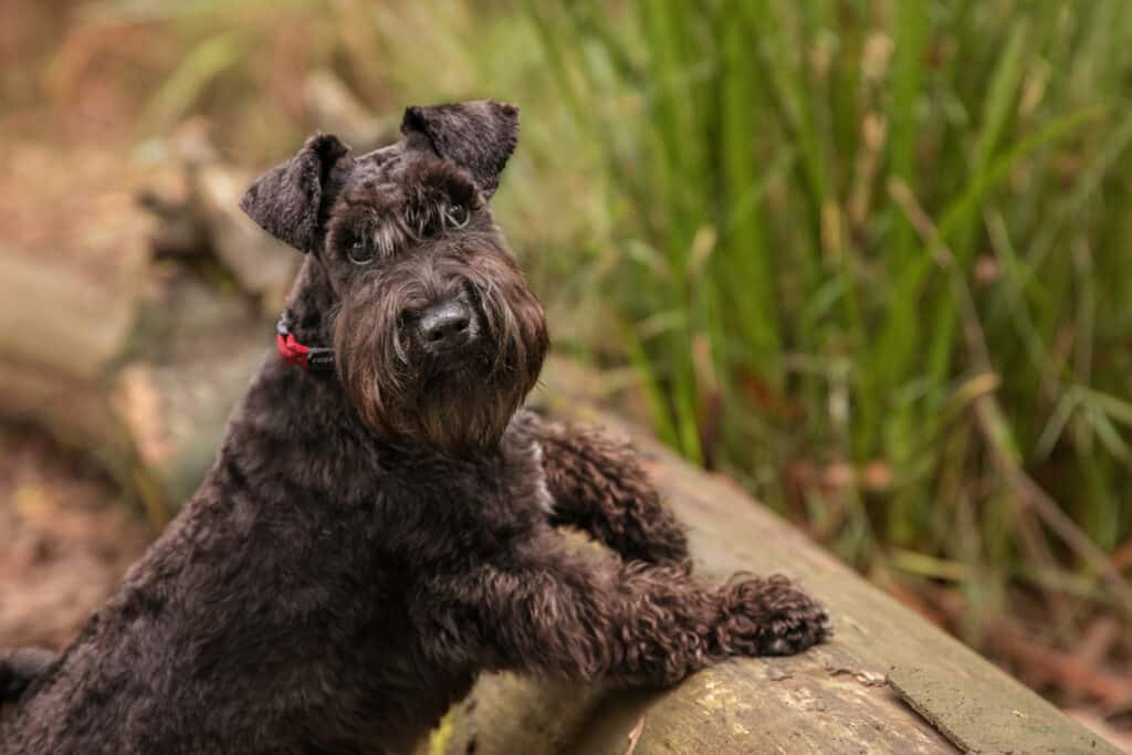 Black miniature schnauzer with front paw up on a log, looking at the camera, photographed in Olinda, Dandenong Ranges