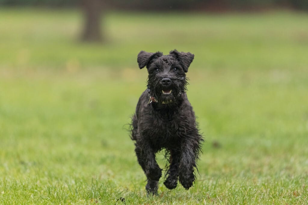 Black miniature schnauzer running towards photographer with happy expression in Ringwood park, Melbourne Victoria